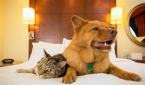 pet friendly hotels map|Pet Friendly Hotels in the United States .